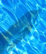 New wave music
