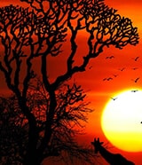 royalty free african music license